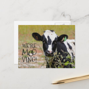 Lustigt: "Vi är Moo-ving!" Flytta Announcement Cow Vykort