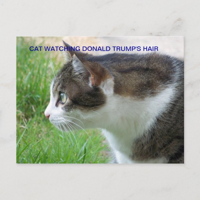 Lustigt vykort: Cat Watching Donald Trump's Hair Vykort (Framsida)