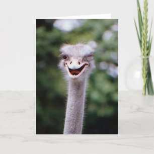Lustigt Winking Ostrich Greeting Card (Anpassade) Tack Kort