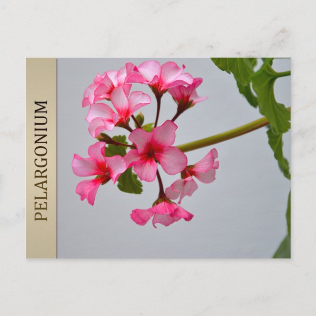 Lustra Pelargonium-vykort Vykort (Framsida)