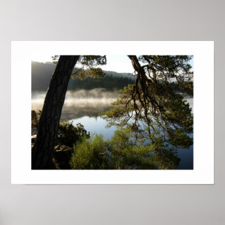 Lutande tall vid Derwentwater: Lake District Poster
