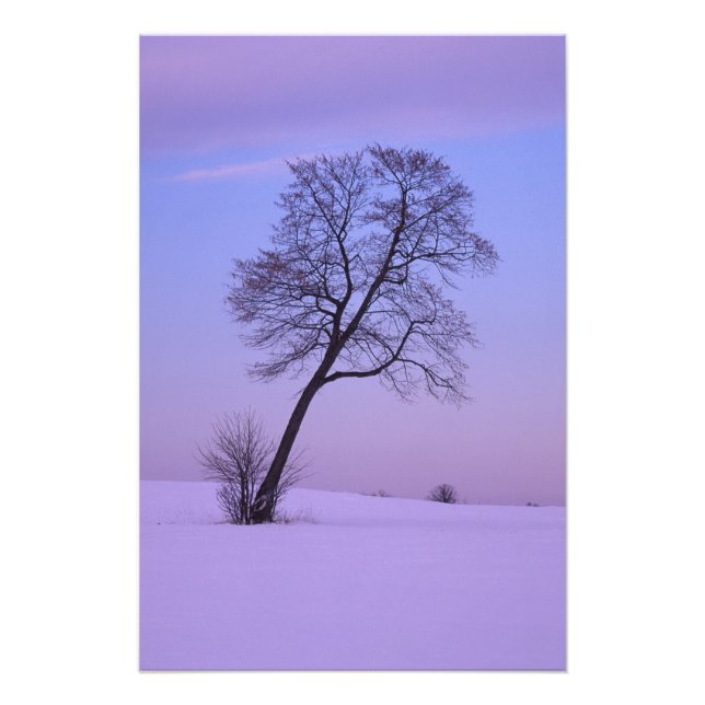 Lutande träd i snöigt fält; Chippewa County; Fototryck (Framsidan)