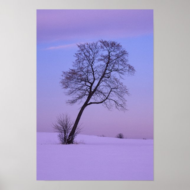 Lutande träd i snöigt fält; Chippewa County; Poster (Framsidan)