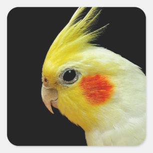 Lutino Cockatiel Fyrkantigt Klistermärke