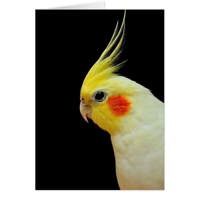 Lutino Cockatiel Hälsningskort (Framsidan)