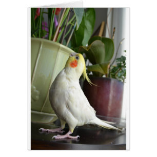 Lutino Cockatiel Hälsningskort