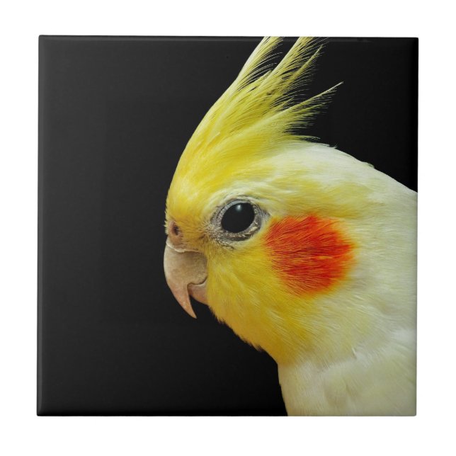 Lutino Cockatiel Kakelplatta (Framsidan)