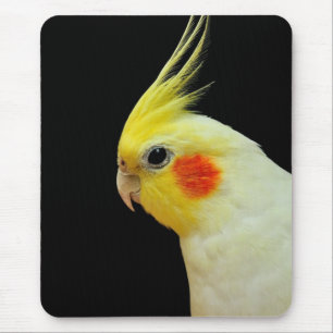 Lutino Cockatiel Musmatta