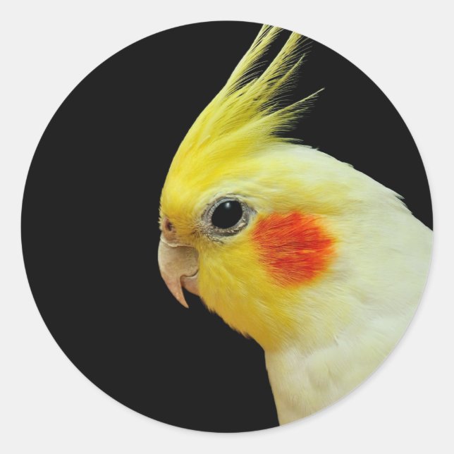 Lutino Cockatiel Runt Klistermärke (Framsida)