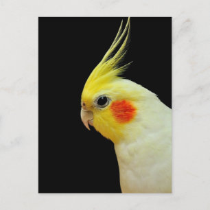 Lutino Cockatiel Vykort