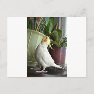 Lutino Cockatiel Vykort