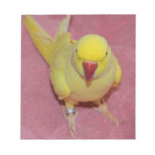 Lutino Indian RingnackParakeet on Rosa Anteckningsblock (Framsida)