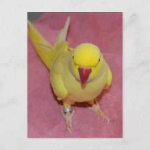 Lutino Indian RingnackParakeet on Rosa Vykort