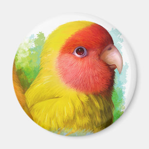 Lutino peach gosidae magnet