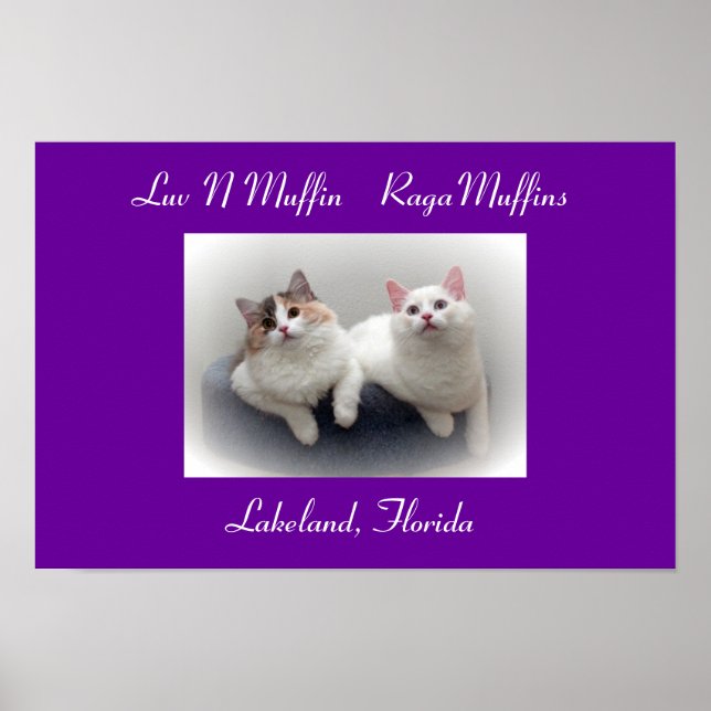 Luv N Muffin RagaMuffin Cats & Kittens Poster (Framsidan)