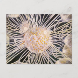 Lux ex Tenebris Vykort