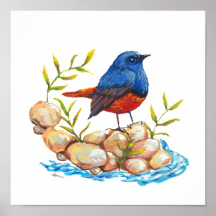 Luzon Vatten Redstart Endemic Philippine Bird Poster