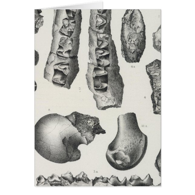 LV Coryphodon simus Hälsningskort (Framsidan)