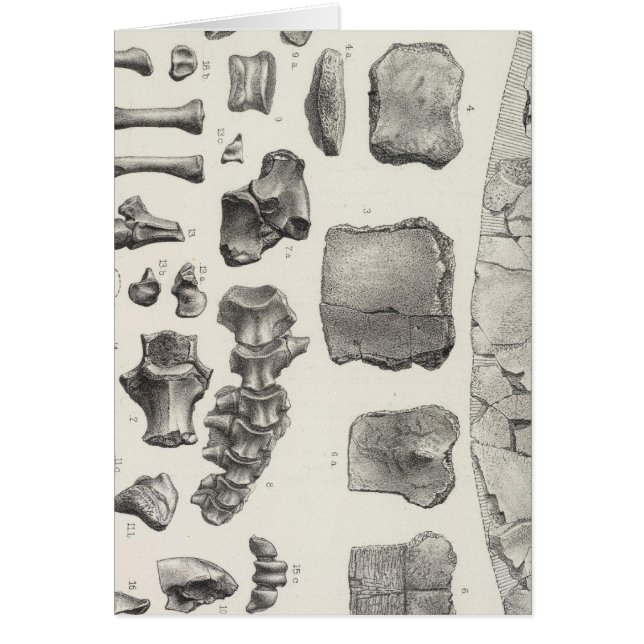 LXVII Testudo, Vultur Hälsningskort (Framsidan)