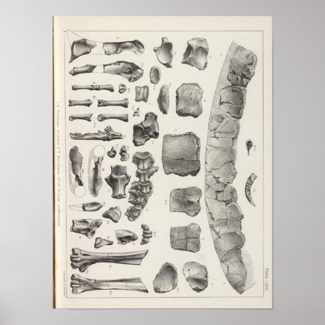 LXVII Testudo, Vultur Poster (Framsidan)