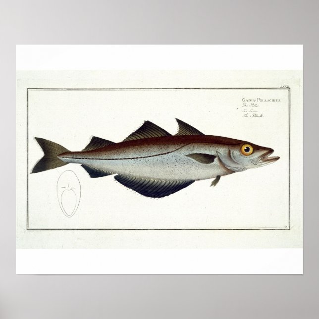 LXVIII-plåt (Pollachius pollachius) från Poster (Framsidan)