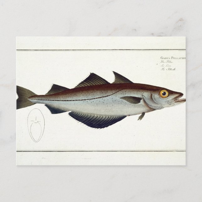 LXVIII-plåt (Pollachius pollachius) från Vykort (Framsida)