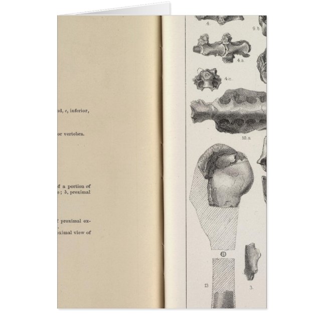 LXVIII Vultur umbrosus Hälsningskort (Framsidan)