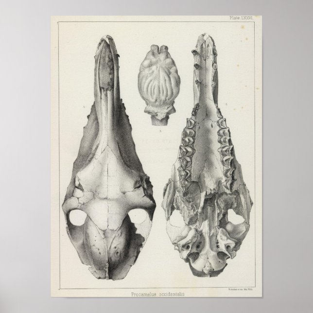 LXXVI Procamelus occidentalis Poster (Framsidan)