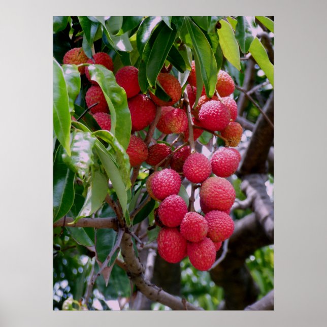 Lychee Fruit Poster (Framsidan)