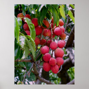 Lychee frukt poster