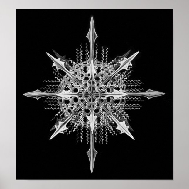 Lychnaspis miranda Ernst Haeckel Fine Art Poster (Framsidan)