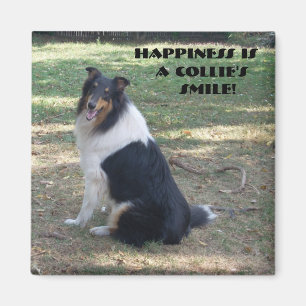 Lycka är en Collies mil Magnet