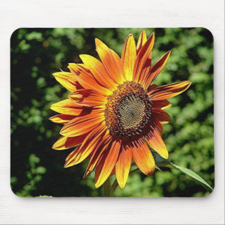 "Lycka i orange ", Musmatta