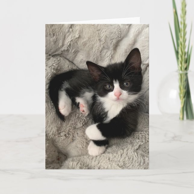Lycka Kitten Blank-mappat kort (Framsida)