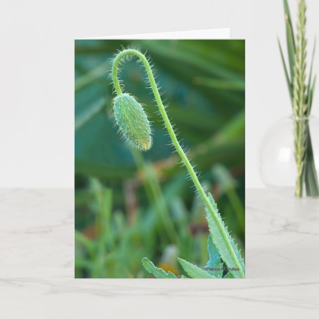 Lycka Till Med Nya Början Valmoblomfoto Kort (Framsida)