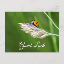 Lycka till med söt liten nyckelpiga! vykort