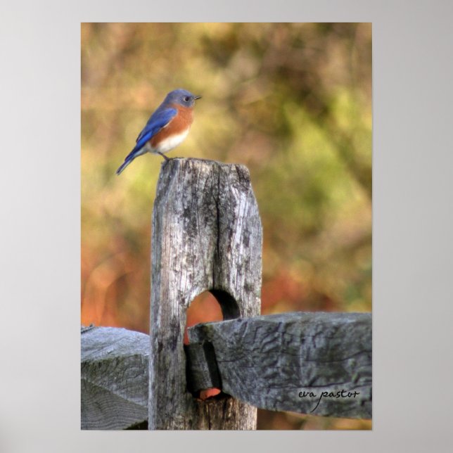 Lycka till - Poster (Framsidan)