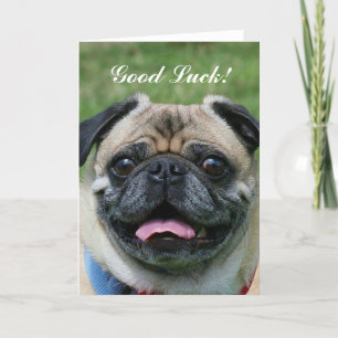 Lycka till Pug Hund Kort