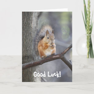 Lycka till Red Squirrel-hälsningskort Kort
