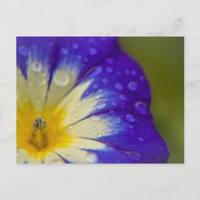 Lycka Vykort (Framsida)