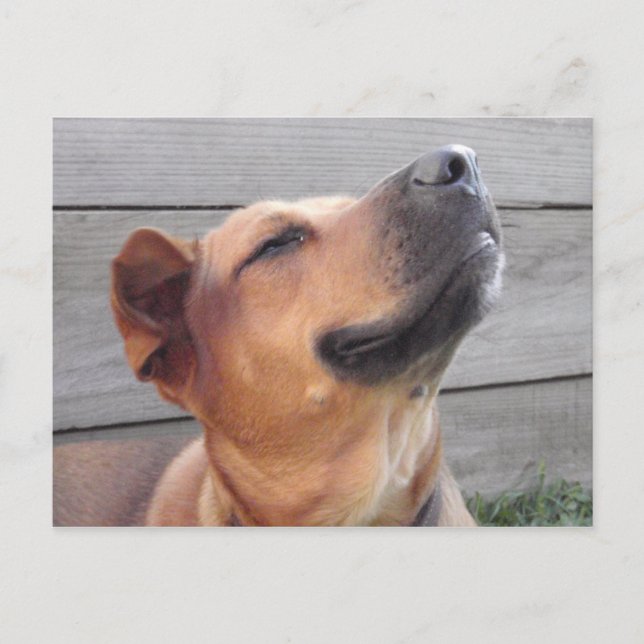 Lycka Vykort (Framsida)