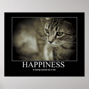 Lyckan ägas av en katt poster