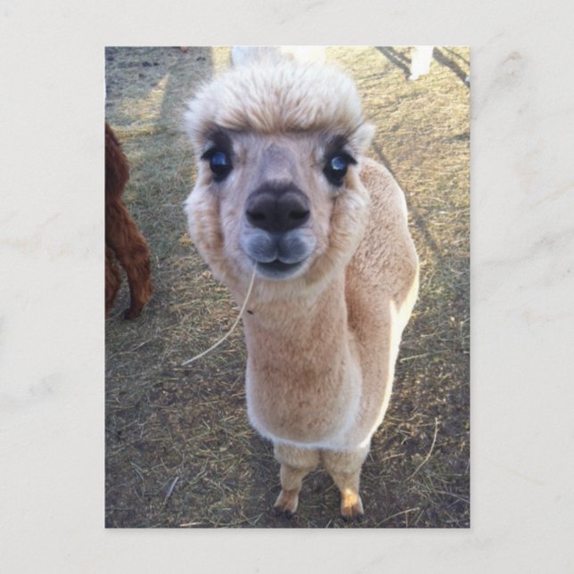 Lycklig alpaca säger hej vykort (Framsida)