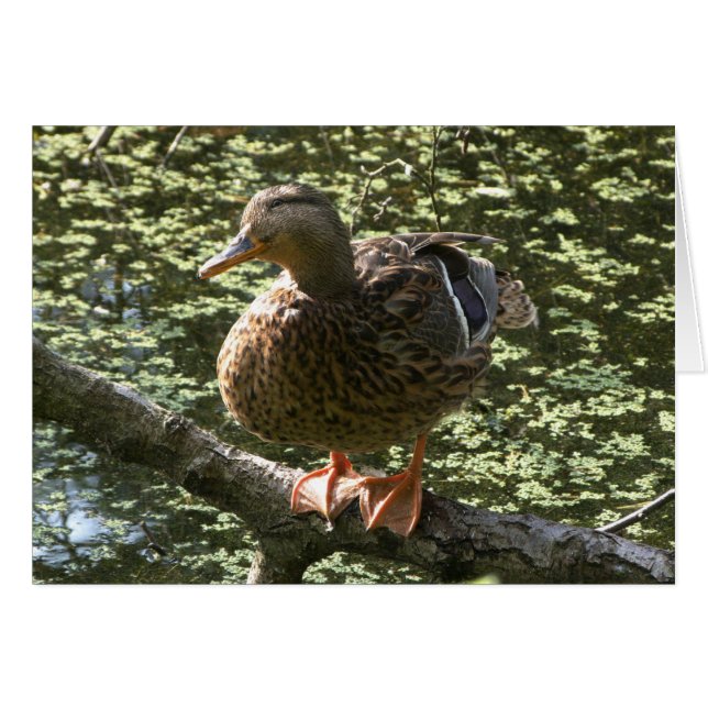 Lycklig Anka Hälsningskort (Framsidan Horizontal)