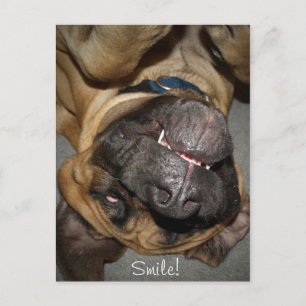Lycklig Ansikte - Lustigt engelskt Mastiff Hund Ph Vykort