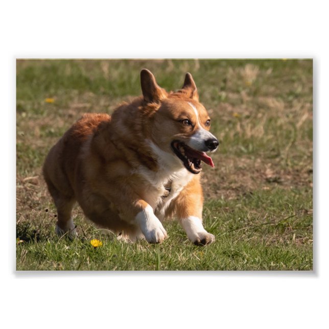 Lycklig Ansikte Running Corgi Fototryck (Framsidan)