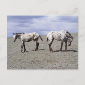 Lycklig Appys Vykort