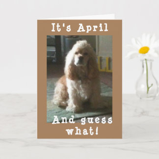 LYCKLIG *APRIL* BIRTHDAY FRÅN CUTE COCKER SPANIEL KORT