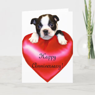 Lycklig-årsjubileet Boston Terrier Greeting Card Kort