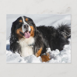Lycklig Bernese Mountain Hund in Winter Snö Vykort